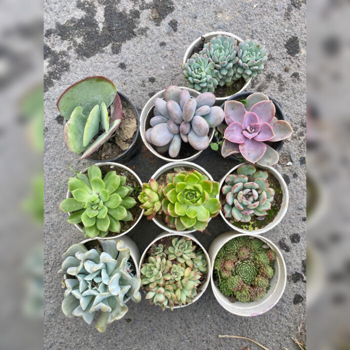 Succulent Combo of 10 type B