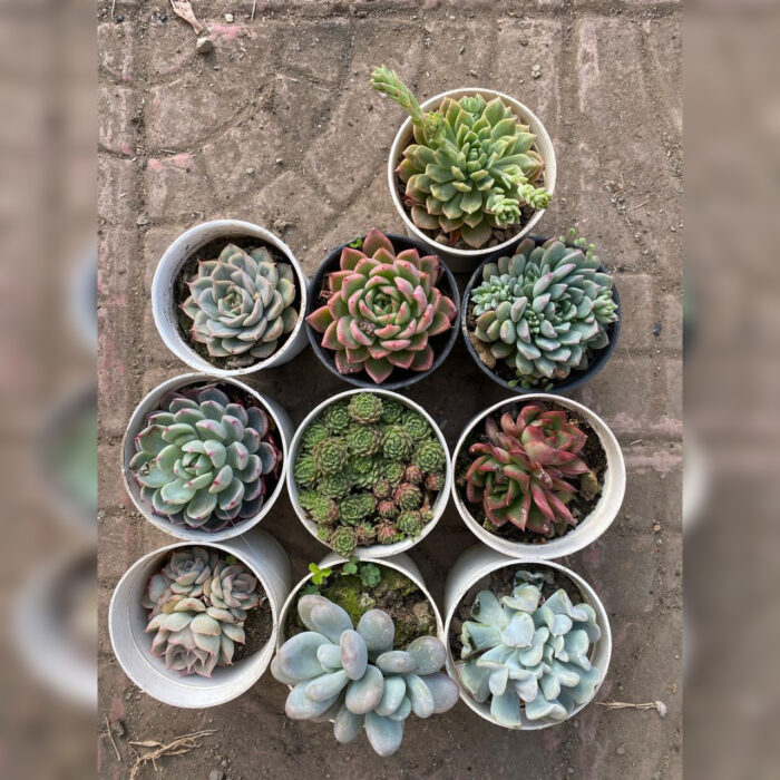 Succulent Combo of 10 type C