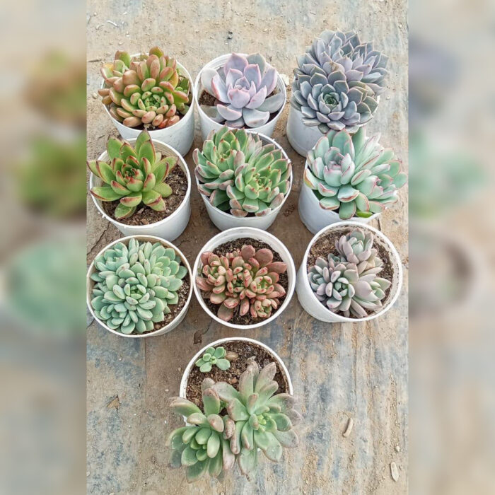 Succulent Combo of 10 type D