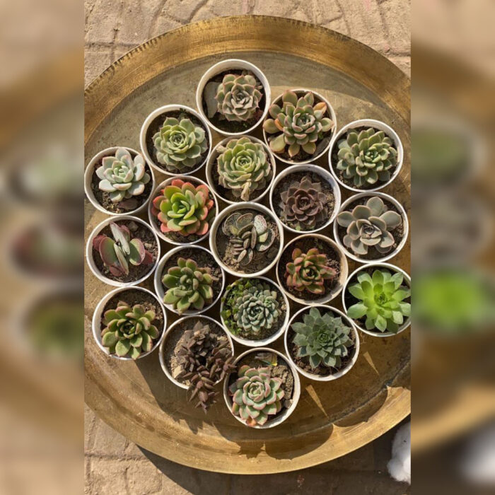 Succulent Combo of 19