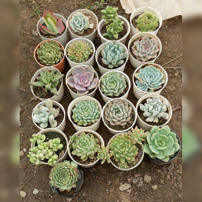 Succulent Combo of 21