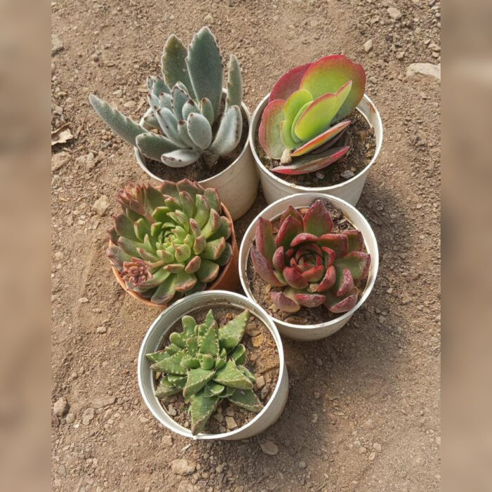 Succulent Combo of 5 type A