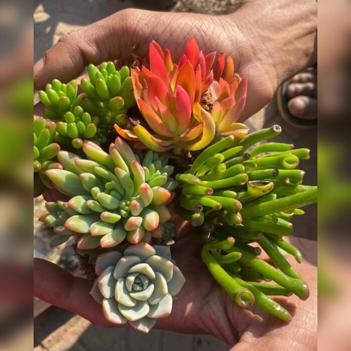 Succulent Combo of 5 type B