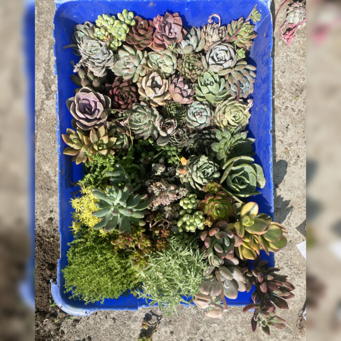 Succulent Combo of 50_1