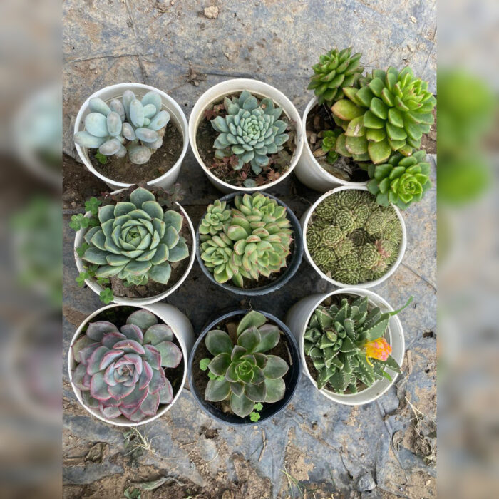 Succulent Combo of 9