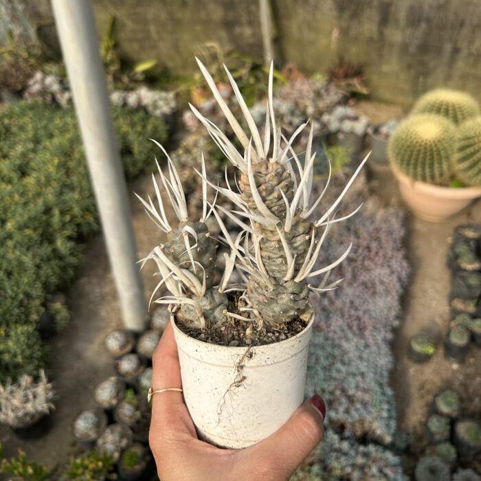 Tephrocactus Articulatus