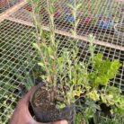 Thyme Herbal Plant_1