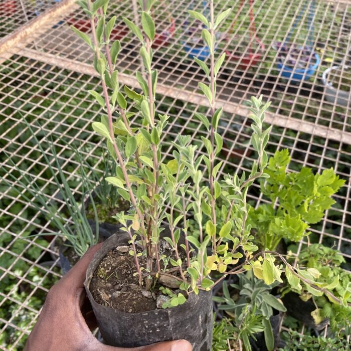 Thyme Herbal Plant_1