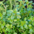 Thyme Herbal Plant_2