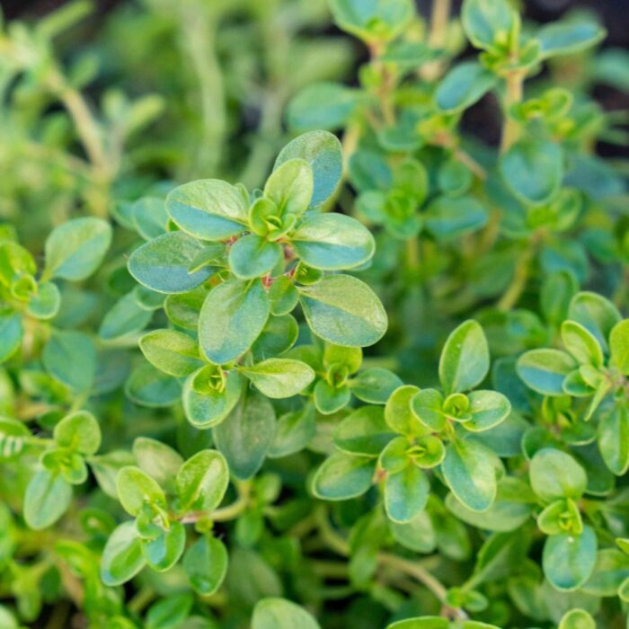 Thyme Herbal Plant_2