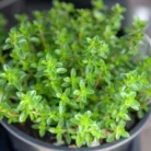 Thyme Herbal Plant_3