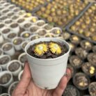 Titanopsis_1