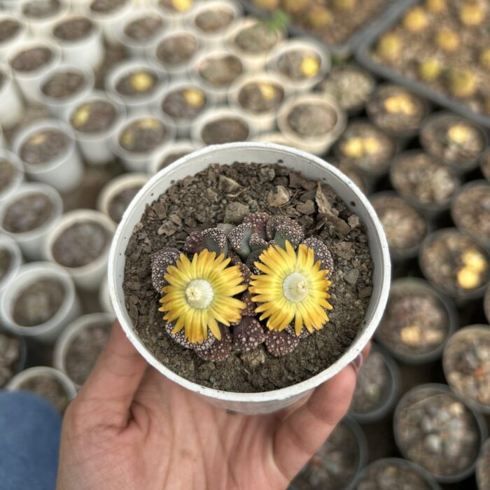 Titanopsis_2