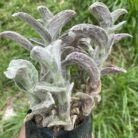 Tradescantia Sillamontana_1