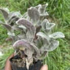 Tradescantia Sillamontana_2