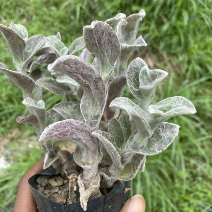 Tradescantia Sillamontana_2