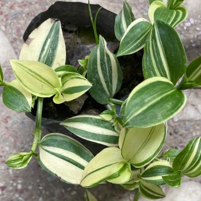 Tradescantia Varigated