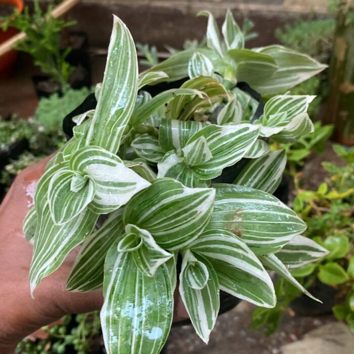Tradescantia White