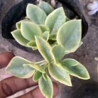 Varigated Baby Sunrose_1