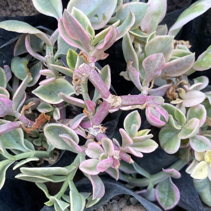 Varigated Baby Sunrose_2