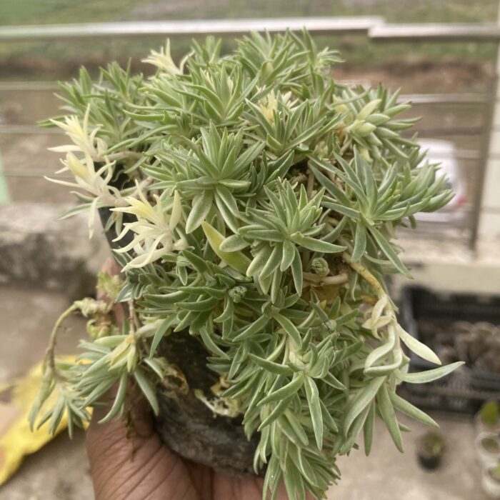 Varigated Star Grass