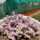 Wandering Jew Pink Lady_1