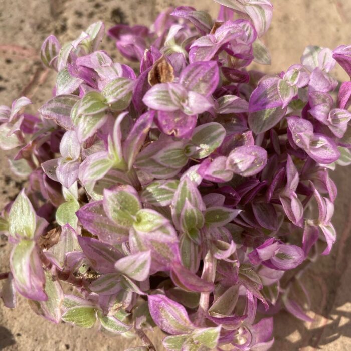 Wandering Jew Pink Lady_2