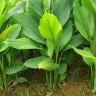 Yellow Turmeric (Indian Peeli Haldi)_1