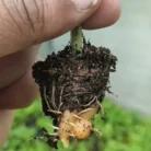 Yellow Turmeric (Indian Peeli Haldi)_2